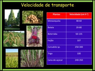Velocidade de transporte
Plantas

Velocidade (cm h-1)

Metasequóia

48-60

Batata

20-80

Beterraba

50-135

Feijão
Curcubita sp.
Trigo
Cana-de-açúcar

107
250-300
100
240-350

 