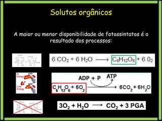 Solutos orgânicos
A maior ou menor disponibilidade de fotossintatos é o
resultado dos processos:

3O2 + H2O

CO2 + 3 PGA

 