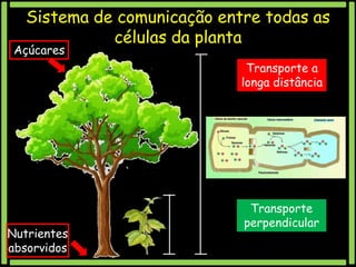 Sistema de comunicação entre todas as
células da planta

Açúcares

Transporte a
longa distância

Nutrientes
absorvidos

Transporte
perpendicular

 