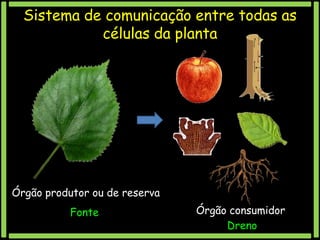 Sistema de comunicação entre todas as
células da planta

Órgão produtor ou de reserva

Fonte

Órgão consumidor
Dreno

 