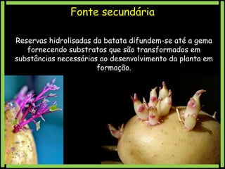 Fonte secundária
Reservas hidrolisadas da batata difundem-se até a gema
fornecendo substratos que são transformados em
substâncias necessárias ao desenvolvimento da planta em
formação.

 