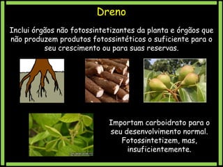 Dreno
Inclui órgãos não fotossintetizantes da planta e órgãos que
não produzem produtos fotossintéticos o suficiente para o
seu crescimento ou para suas reservas.

Importam carboidrato para o
seu desenvolvimento normal.
Fotossintetizem, mas,
insuficientemente.

 
