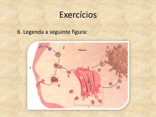 Exercícios
6. Legenda a seguinte figura:
 