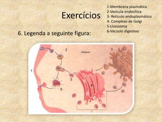 Exercícios
6. Legenda a seguinte figura:
1-Membrana plasmática
2-Vesícula endocítica
3- Retículo endoplasmático
4- Complexo de Golgi
5-Lisossoma
6-Vacúolo digestivo
 