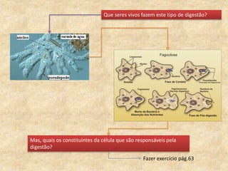 Que seres vivos fazem este tipo de digestão?
Mas, quais os constituintes da célula que são responsáveis pela
digestão?
Fazer exercício pág.63
 