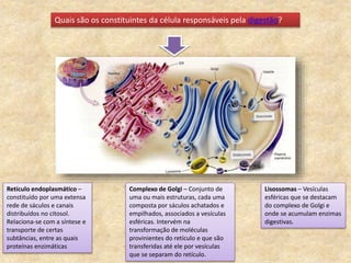 Quais são os constituintes da célula responsáveis pela digestão?
Retículo endoplasmático –
constituído por uma extensa
rede de sáculos e canais
distribuídos no citosol.
Relaciona-se com a síntese e
transporte de certas
subtâncias, entre as quais
proteínas enzimáticas
Complexo de Golgi – Conjunto de
uma ou mais estruturas, cada uma
composta por sáculos achatados e
empilhados, associados a vesículas
esféricas. Intervém na
transformação de moléculas
provinientes do retículo e que são
transferidas até ele por vesículas
que se separam do retículo.
Lisossomas – Vesículas
esféricas que se destacam
do complexo de Golgi e
onde se acumulam enzimas
digestivas.
 