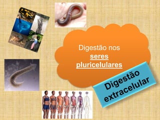 Digestão nos
seres
pluricelulares
 
