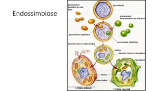 Endossimbiose
Evandro Sanguinetto-2013
 