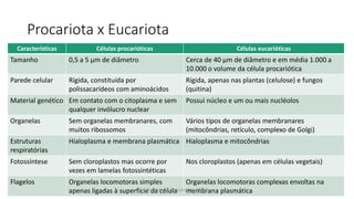 Procariota x Eucariota
Características Células procarióticas Células eucarióticas
Tamanho 0,5 a 5 µm de diâmetro Cerca de 40 µm de diâmetro e em média 1.000 a
10.000 o volume da célula procariótica
Parede celular Rígida, constituída por
polissacarídeos com aminoácidos
Rígida, apenas nas plantas (celulose) e fungos
(quitina)
Material genético Em contato com o citoplasma e sem
qualquer invólucro nuclear
Possui núcleo e um ou mais nucléolos
Organelas Sem organelas membranares, com
muitos ribossomos
Vários tipos de organelas membranares
(mitocôndrias, retículo, complexo de Golgi)
Estruturas
respiratórias
Hialoplasma e membrana plasmática Hialoplasma e mitocôndrias
Fotossíntese Sem cloroplastos mas ocorre por
vezes em lamelas fotossintéticas
Nos cloroplastos (apenas em células vegetais)
Flagelos Organelas locomotoras simples
apenas ligadas à superfície da célula
Organelas locomotoras complexas envoltas na
membrana plasmáticaEvandro Sanguinetto-2013
 