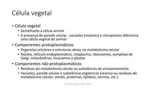 Célula vegetal
• Célula vegetal
• Semelhante à célula animal
• A presença de parede celular , vacúolos (maiores) e cloroplastos diferencia
uma célula vegetal da animal
• Componentes protoplasmáticos
• Organelas celulares e estruturas ativas no metabolismo celular
• Núcleo, retículo endoplasmático, citoplasma, ribossomos, complexo de
Golgi, mitocôndrias, lisossomos e plastos
• Componentes não protoplasmáticos
• Resíduos do metabolismo celular ou substâncias de armazenamento
• Vacúolos, parede celular e substâncias ergástricas (reserva ou resíduos do
metabolismo celular: amido, proteínas, lipídeos, taninos, etc.)
Evandro Sanguinetto-2014
 