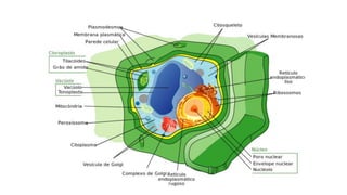 Evandro Sanguinetto-2014
 