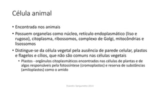 Célula animal
• Encontrada nos animais
• Possuem organelas como núcleo, retículo endoplasmático (liso e
rugoso), citoplasma, ribossomos, complexo de Golgi, mitocôndrias e
lisossomos
• Distingue-se da célula vegetal pela ausência de parede celular, plastos
e flagelos e cílios, que não são comuns nas células vegetais
• Plastos - orgânulos citoplasmáticos encontrados nas células de plantas e de
algas responsáveis pela fotossíntese (cromoplastos) e reserva de substâncias
(amiloplastos) como o amido
Evandro Sanguinetto-2014
 