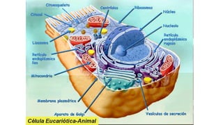 Evandro Sanguinetto-2014
 