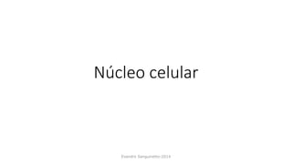 Núcleo celular
Evandro Sanguinetto-2014
 
