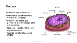 Núcleo
• Presente nos eucariontes
• Delimitado pela membrana
nuclear ou carioteca
• Presença de poros que
permitem a comunicação com
o citoplasma
• Nucléolo – local de formação
dos ribossomos
• Guarda o material genético
(DNA)
Evandro Sanguinetto-2014
 