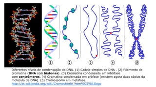 Diferentes níveis de condensação do DNA. (1) Cadeia simples de DNA . (2) Filamento de
cromatina (DNA com histonas). (3) Cromatina condensada em intérfase
com centrômeros. (4) Cromatina condensada em prófase (existem agora duas cópias da
molécula de DNA). (5) Cromossomo em metáfase.
http://pt.wikipedia.org/wiki/Cromossomo_hom%C3%B3logoEvandro Sanguinetto-2014
 