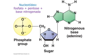 Evandro Sanguinetto-2014
Nucleotídeo:
fosfato + pentose +
base nitrogenada
 