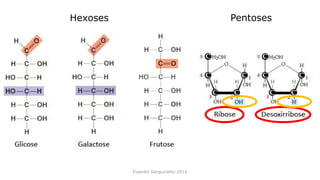 Evandro Sanguinetto-2014
Hexoses Pentoses
 
