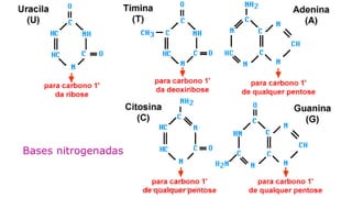 Evandro Sanguinetto-2014
Bases nitrogenadas
 
