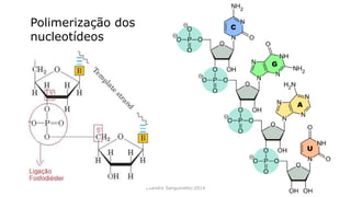 Evandro Sanguinetto-2014
Polimerização dos
nucleotídeos
 