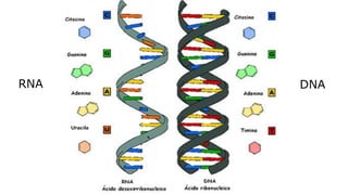 Evandro Sanguinetto-2014
RNA DNA
 