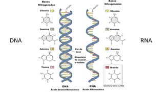 Evandro Sanguinetto-2014
RNADNA
 
