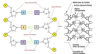 Evandro Sanguinetto-2014
 