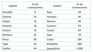 Espécie
2n de
cromossomos
Espécie
2n de
cromossomos
Drosófila 8 Rato 44
Centeio 14 Humano 46
Cobaia 16 Macaco 48
Avoante 16 Carneiro 54
Caracol 24 Cavalo 64
Minhoca 32 Galo 78
Porco 40 Carpa 104
Trigo 42 Borboleta 380
Coelho 44 Samambaia >1200Evandro Sanguinetto-2014
 