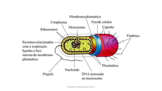 Evandro Sanguinetto-2013
 