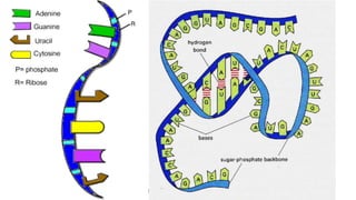 Evandro Sanguinetto-2014
 