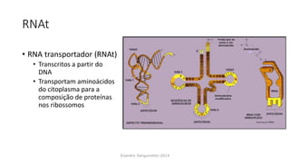 RNAt
• RNA transportador (RNAt)
• Transcritos a partir do
DNA
• Transportam aminoácidos
do citoplasma para a
composição de proteínas
nos ribossomos
Evandro Sanguinetto-2014
 
