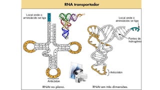 Evandro Sanguinetto-2014
 