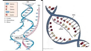 Evandro Sanguinetto-2014
 