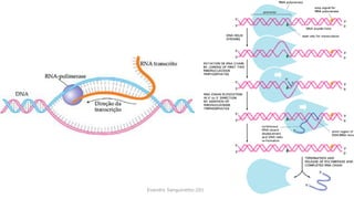 Evandro Sanguinetto-2014
 
