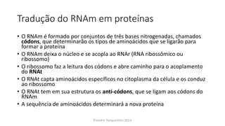 Tradução do RNAm em proteínas
• O RNAm é formado por conjuntos de três bases nitrogenadas, chamados
códons, que determinarão os tipos de aminoácidos que se ligarão para
formar a proteína
• O RNAm deixa o núcleo e se acopla ao RNAr (RNA ribossômico ou
ribossomo)
• O ribossomo faz a leitura dos códons e abre caminho para o acoplamento
do RNAt
• O RNAt capta aminoácidos específicos no citoplasma da célula e os conduz
ao ribossomo
• O RNAt tem em sua estrutura os anti-códons, que se ligam aos códons do
RNAm
• A sequência de aminoácidos determinará a nova proteína
Evandro Sanguinetto-2014
 