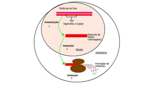 Evandro Sanguinetto-2014
 