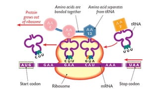 Evandro Sanguinetto-2014
 