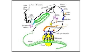 Evandro Sanguinetto-2014
 