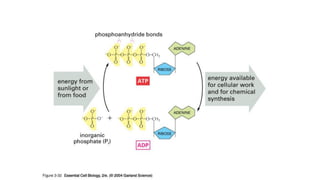 Evandro Sanguinetto-2014
 