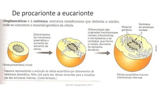 De procarionte a eucarionte
Evandro Sanguinetto-2013
 
