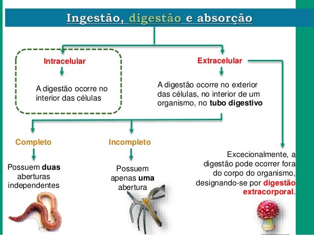 Processos De Absor o Digest o E Transporte Dos Nutrientes FOQGCL Processos De Absor o Digest o E Transporte Dos Nutrientes FOQGCL