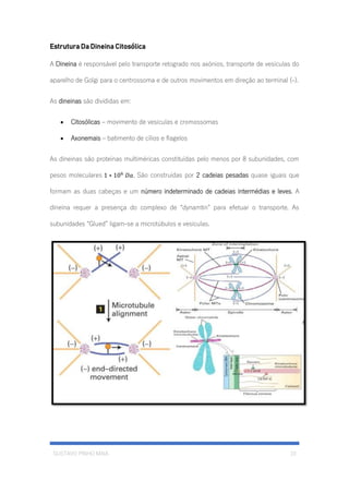 GUSTAVO PINHO MAIA 10
Estrutura Da Dineina Citosólica
A Dineina é responsável pelo transporte retogrado nos axónios, transporte de vesículas do
aparelho de Golgi para o centrossoma e de outros movimentos em direção ao terminal (-).
As dineinas são divididas em:
• Citosólicas – movimento de vesiculas e cromossomas
• Axonemais – batimento de cílios e flagelos
As dineinas são proteínas multiméricas constituídas pelo menos por 8 subunidades, com
pesos moleculares 1 ∗ 106
𝐷𝑎. São construídas por 2 cadeias pesadas quase iguais que
formam as duas cabeças e um número indeterminado de cadeias intermédias e leves. A
dineína requer a presença do complexo de “dynamtin” para efetuar o transporte. As
subunidades “Glued” ligam-se a microtúbulos e vesículas.
 