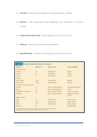 GUSTAVO PINHO MAIA 12
• Vimentina – Leucócitos, fibroblastos e em algumas células o epitélio.
• Desmina – São responsáveis pela estabilização dos sarcómeros no músculo
contrátil.
• Proteína Ácida Fibrilar Glial – Células gliais que cercam os neurónios
• Periferina – Neurónios e sistema nervoso periférico
• Neurofilamentos – Intervêm na formação dos axónios dos neurónios
 