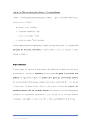 GUSTAVO PINHO MAIA 13
Ligação dos Filamentos Intermédios A Outras Estruturas Celulares
Plectin – “Intermediate Filament Associated Proteins” – liga os filamentos intermédios a
outras estruturas celulares.
• Microtúbulos – Vermelho
• Filamentos Intermédios – Azul
• Fibras de Conecção – Verde
• Anticorpos para a Plectin – Amarelo
A maior parte das doenças degenerativas da pele, músculos e neurónios são causadas pela
disrupção dos filamentos intermédios do citoesqueleto ou das suas ligações a outras
estruturas celulares.
Microfilamentos
A actina surgiu em bactérias e depois evoluiu á medida que as células eucarióticas se
especializaram. Enquanto as leveduras possuem apenas dois genes que codificam esta
proteína, em organismos multicelulares existem vários genes que codificam esta proteína.
Em humanos existem 6 genes que codificam isoformas da proteína (α,βeγ). As plantas
possuem cerca de 60 genes que codificam esta proteína. A actina é a proteína mais
abundante na maior parte das células eucarióticas. Nas células do músculo estas proteínas
constituem 10% do peso total de proteínas na célula. EM células que não fazem parte de
músculos a percentagem de actina varia entre 1- 5% da quantidade total de proteínas.
 