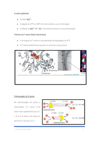 GUSTAVO PINHO MAIA 14
G-actina (globular):
• Contém 𝑀𝑔2+
• A ligação do ATP ou ADP á G-actina altera a sua conformação
• A Adição de 𝑀𝑔2+
, 𝐾+
, 𝑁𝑎+
á G-actina provocam a sua polimerização
Polímero de F-actina (hélice filamentosa)
• A formação de F-actina é acompanhada da degradação de ATP
• A F-actina despolimeriza quando se aumenta a força iónica
Polimerização da G-actina
Na polimerização da actina a
extremidade (+) cresce 5-10
vezes mais rapidamente que a (-
). A cc é 6 vezes mais baixa no
terminal (+) do que no (-).
 