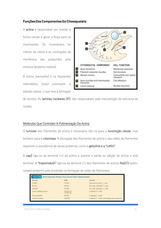 GUSTAVO PINHO MAIA 15
Funções Dos Componentes Do Citoesqueleto
A actina é responsável por manter a
forma celular e gerar a força para os
movimentos. Os movimentos no
interior da célula e as contrações da
membrana são produzidos pela
miosina (proteína motora).
A actina (vermelho) e os filamentos
intermédios (roxo) promovem a
adesão celular, o que leva á formação
de tecidos. As laminas nucleares (IF), são responsáveis pela manutenção da estrutura do
núcleo.
Moléculas Que Controlam A Polimerização Da Actina
O turnover dos filamentos de actina é necessário não só para a locomoção celular, mas
também para a citocinese. A disrupção dos filamentos de actina e das redes de filamentos
requerem a assistência de várias proteínas, como a gelsolina e a “cofilin”
A capZ liga-se ao terminal (+) da actina e previne a perda ou adição de actina a este
terminal. A “tropomodulin” liga-se ao terminal (-) dos filamentos de actina. Arp2/3 (actin-
related proteins) está envolvida na formação de redes de filamentos.
 