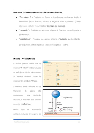 GUSTAVO PINHO MAIA 16
Diferentes Toxinas Que Perturbam A Estrutura Da F-Actina
• “Cytochalasin D “– Produzida por fungos e despolimeriza a actina por ligação á
extremidade (+) da F-actina, evitando a adição de mais monómeros. Quando
adicionada a células vivas, impede a locomoção e a citocinese.
• “Latrunculin” – Produzida por esponjas e liga-se á G-actinas no qual impede a
polimerização.
• “Jasplakolinode” – Produzida por esponjas tal como a “phalloidin” que é produzida
por cogumelos, ambas impedindo a despolimerização da F-actina.
Miosina – Proteína Motora
A análise genética revelou que as
miosinas VI, VII e XV estão envolvidas
na audição. As plantas não possuem
as mesmas miosinas. Todas as
miosinas têm atividade ATPase.
A interação entre a miosina II e os
filamentos de actina são
responsáveis pela contração
muscular. A miosina II está também
envolvida na citocinese.
Outros tipos de movimentos
celulares, incluindo o transporte de
 