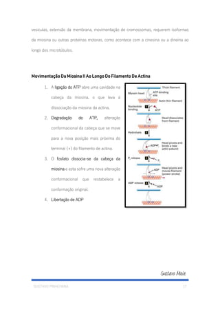GUSTAVO PINHO MAIA 17
vesiculas, extensão da membrana, movimentação de cromossomas, requerem isoformas
da miosina ou outras proteínas motoras, como acontece com a cinesina ou a dineína ao
longo dos microtúbulos.
Movimentação Da Miosina II Ao Longo Do Filamento De Actina
1. A ligação do ATP abre uma cavidade na
cabeça da miosina, o que leva á
dissociação da miosina da actina.
2. Degradação de ATP, alteração
conformacional da cabeça que se move
para a nova posição mais próxima do
terminal (+) do filamento de actina.
3. O fosfato dissocia-se da cabeça da
miosina e esta sofre uma nova alteração
conformacional que restabelece a
conformação original.
4. Libertação de ADP
 