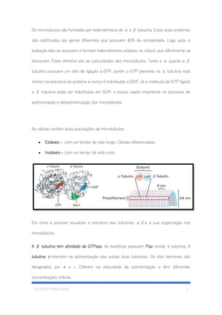 GUSTAVO PINHO MAIA 5
Os microtúbulos são formados por heterodímeros de α e β tubulina. Estas duas proteínas
são codificadas por genes diferentes que possuem 40% de similaridade. Logo após a
tradução elas se associam e formam heterodímeros estáveis no citosol, que dificilmente se
dissociam. Estes dímeros são as subunidades dos microtúbulos. Tanto a α quanto a β
tubulina possuem um sítio de ligação a GTP, porém o GTP presente na α tubulina está
imerso na estrutura da proteína e nunca é hidrolisado a GDP. Já a molécula de GTP ligado
a β tubulina pode ser hidrolisada em GDP, e possui papel importante no processo de
polimerização e despolimerização dos microtúbulos.
As células contêm duas populações de microtúbulos:
• Estáveis - com um tempo de vida longo. Células diferenciadas.
• Instáveis – com um tempo de vida curto
Em cima é possível visualizar a estrutura das tubulinas αβe a sua organização nos
microtúbulos
A β tubulina tem atividade de GTPase. As bactérias possuem Ftsz similar á tubulina. A
tubulina γintervém na polimerização das outras duas tubulinas. Os dois terminais são
designados por + e -. Diferem na velocidade de polimerização e têm diferentes
concentrações críticas.
 
