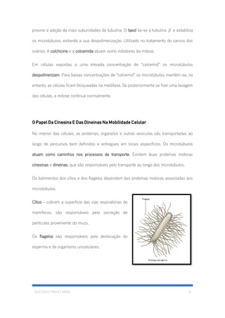 GUSTAVO PINHO MAIA 8
previne a adição de mais subunidades de tubulina. O taxol lia-se á tubulina β e estabiliza
os microtúbulos, evitando a sua despolimerização. Utilizado no tratamento do cancro dos
ovários. A colchicine e a colcemida atuam como inibidores da mitose.
Em células expostas a uma elevada concentração de “colcemid” os microtúbulos
despolimerizam. Para baixas concentrações de “colcemid” os microtúbulos mantêm-se, no
entanto, as células ficam bloqueadas na metáfase. Se posteriormente se fizer uma lavagem
das células, a mitose continua normalmente.
O Papel Da Cinesina E Das Dineinas Na Mobilidade Celular
No interior das células, as proteínas, organelos e outras vesículas são transportadas ao
longo de percursos bem definidos e entregues em locais específicos. Os microtúbulos
atuam como caminhos nos processos de transporte. Existem duas proteínas motoras
cinesinas e dineinas, que são responsáveis pelo transporte ao longo dos microtúbulos.
Os batimentos dos cílios e dos flagelos dependem das proteínas motoras associadas aos
microtúbulos.
Cílios – cobrem a superfície das vias respiratórias de
mamíferos, são responsáveis pela secreção de
partículas proveniente do muco.
Os flagelos são responsáveis pela deslocação do
esperma e de organismo unicelulares.
 
